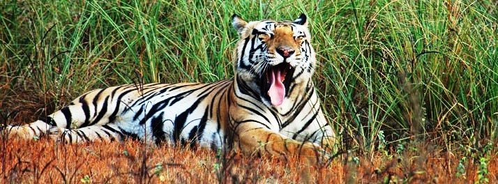 925/Tiger Woods Kanha Resort & Spa - Kanha 19.jpg